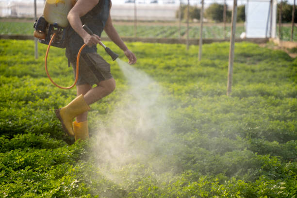 Best Ant Control Services  in East Massapequa, NY