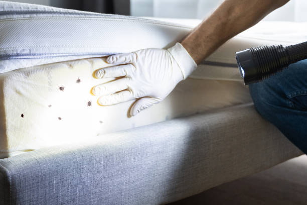 Best Residential Pest Control  in East Massapequa, NY